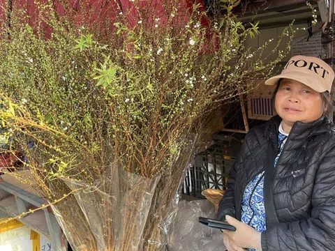 Hà Nội: Thị trường hoa Tết nhộn nhịp, nguồn cung dồi dào