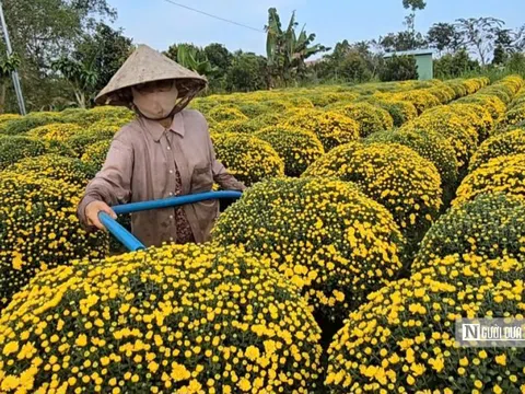Người trồng hoa Vĩnh Long thấp thỏm mùa Tết giữa biến đổi thời tiết