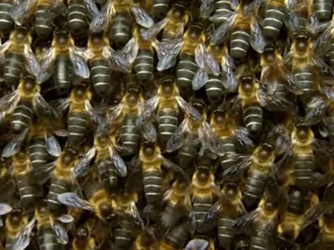 Đang "hóng chuyện", người phụ nữ bị trâu húc nguy kịch dù nhảy xuống ao vẫn không thoát