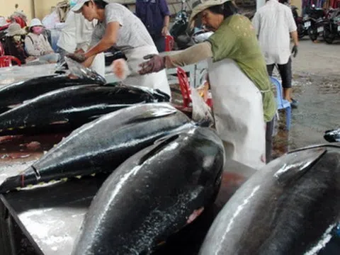 Xuất khẩu cá ngừ sang Canada tăng mạnh