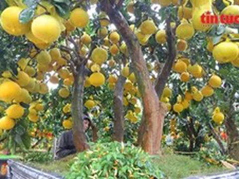 Bưởi Diễn vàng rực, sai trĩu quả 'xuống đường' phục vụ thị trường Tết