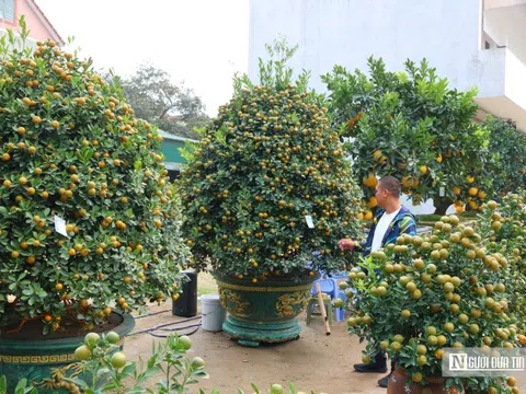 Quất, bưởi "siêu VIP", giá hàng chục triệu đồng xuống phố