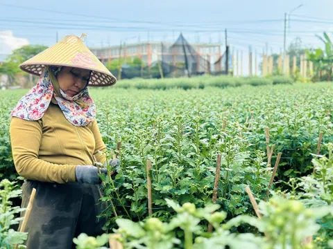 Chưa đến Tết, nhiều nhà vườn ở Quảng Ngãi đã bán hết hoa