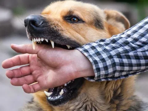Chó nghi bị dại cắn liên tiếp 3 người trong một xã, 1 nạn nhân tử vong