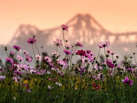 Vườn hoa cúc bướm nở rộ, nhuộm sắc xuân dưới chân cầu Long Biên