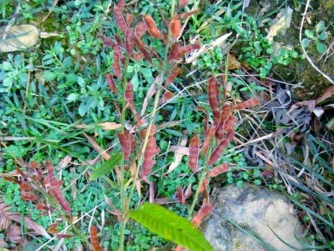 Ra bờ suối hái cây dại "đầy côn trùng”, ai ngờ bán hơn 500.000đ/kg, người mua tranh nhau rút ví