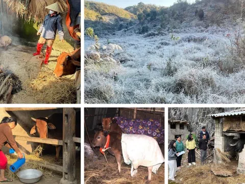 Chủ động phòng rét hại, bảo vệ sinh kế vùng cao