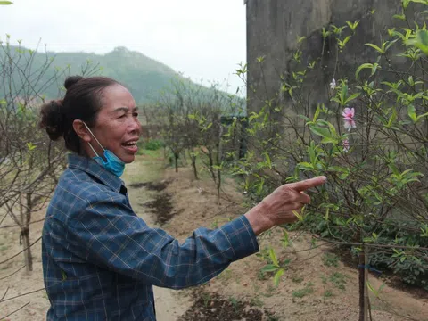Làng đào Hà Tĩnh “nín thở” chờ vào vụ Tết
