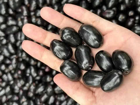 Quả dại Việt Nam nay thành đặc sản xuất ngoại, giá nửa triệu/kg vẫn đắt hàng