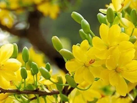 Chưa lặt lá mai là chưa thấy Tết miền Tây