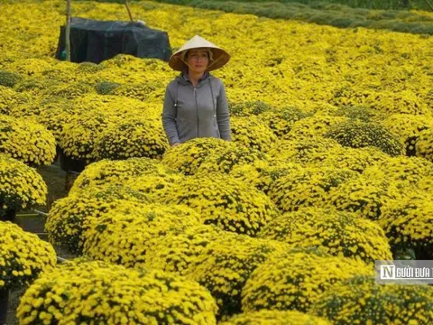 Không để nông dân đơn độc giữa mùa hoa Tết nở sớm