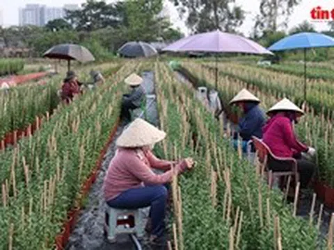 Làng hoa lớn nhất TP Hồ Chí Minh tất bật vào vụ hoa Tết