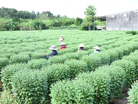 Làng hoa Thống Nhất vào vụ Tết: Chạy đua với thời gian "níu" sắc xuân