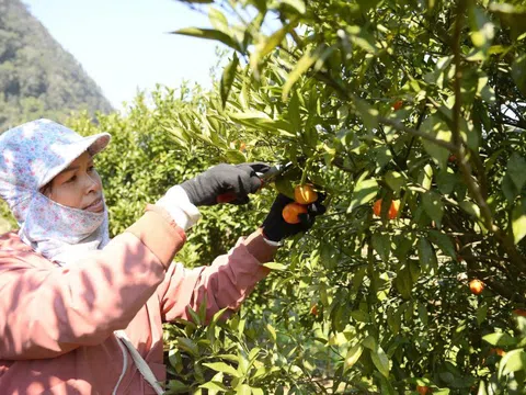"Sapa thu nhỏ" giữa xứ Thanh và mùa cam đổi đời