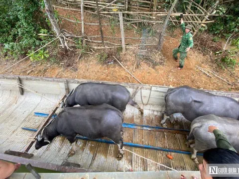 Niềm vui đầu năm của "vua trâu" sông Bồ