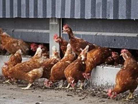 Hà Lan tiêu hủy 117.000 con gà vì cúm gia cầm lây lan