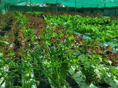 Vụ đông xuân 2025–2026: Vừa lấy nước, vừa chống rét để bảo đảm sản lượng gần 13 triệu tấn lúa