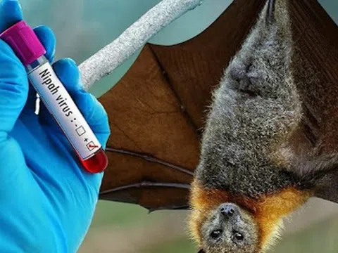 Phòng chống dịch bệnh do virus Nipah ngay tại các cửa khẩu