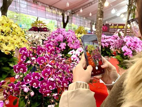 Lan hồ điệp giá hàng chục triệu đồng “xuống phố” dịp Tết Nguyên đán 2026