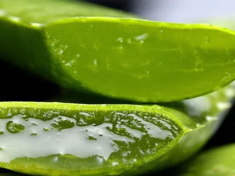 Loại cây ví như "thần dược" cho sức khỏe, hóa ra người Việt lại chỉ trồng làm cảnh