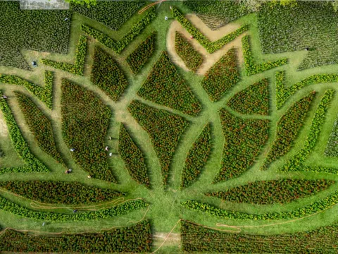 Đóa sen khổng lồ từ hơn 50.000 chậu hoa khoe sắc ở Kinh thành Huế