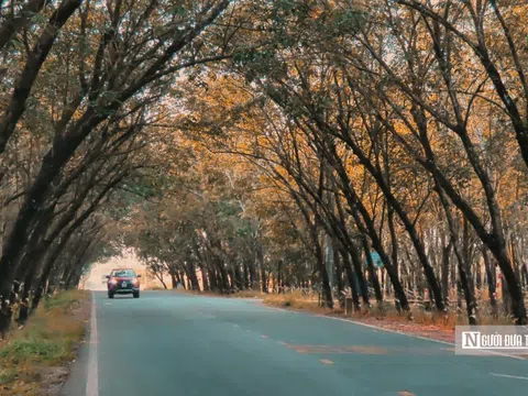Đẹp hút hồn rừng cao su vào mùa thay lá ở Tây Ninh