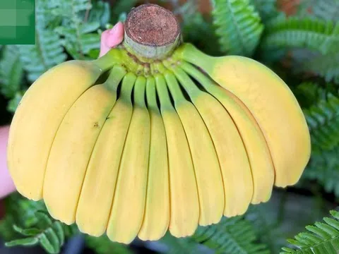 Chuối có hình dáng lạ, giá cao vẫn nhiều người muốn "săn" về chưng Tết