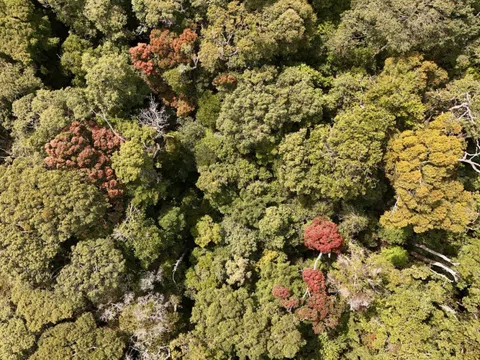 Vẻ đẹp mê hoặc của rừng Măng Đen mùa thay lá