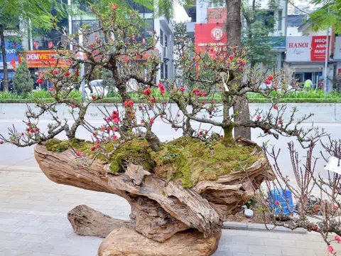 Đào thất thốn “xuống phố”, giá hàng trăm triệu đồng vẫn hút khách chơi Tết Bính Ngọ