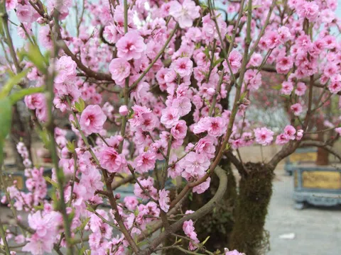 Đào đá phủ đầy rêu phong nở sớm, tiểu thương “đứng ngồi không yên”