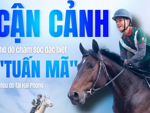 Cận cảnh chế độ chăm sóc đặc biệt "tuấn mã" triệu đô tại Hải Phòng