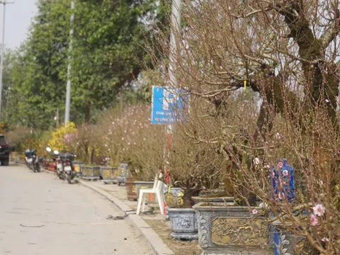 Giá thuê hè phố bán cây cảnh ở Hạc Thành tăng gấp 3 lần, tiểu thương lo lỗ vốn