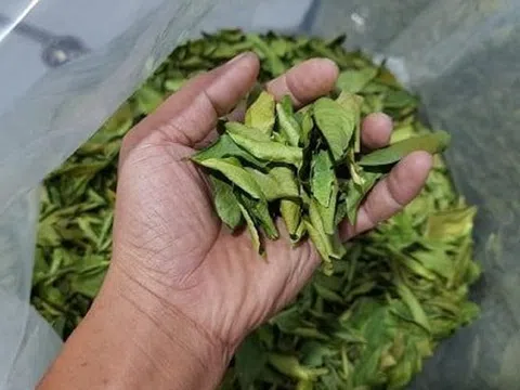 Loại lá ở Việt Nam rụng đầy gốc, "trời Tây" bán 7 triệu đồng vẫn hút khách