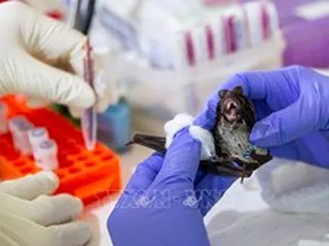 Giới chuyên gia Trung Quốc đánh giá nguy cơ lây lan của virus Nipah