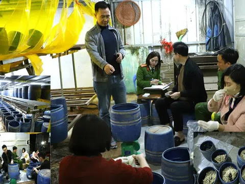 Khởi tố, bắt tạm giam đối tượng sản xuất gần 2,8 tấn giá đỗ bằng chất kích thích tăng trưởng