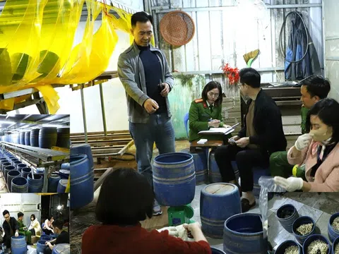 Khởi tố, bắt tạm giam đối tượng sản xuất gần 2,8 tấn giá đỗ bằng chất cấm