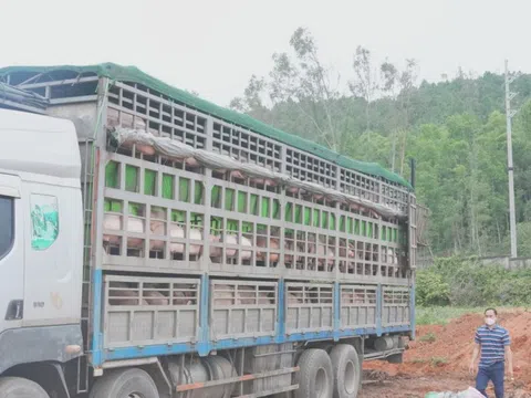 Nghệ An tiêu hủy 180 con lợn nhiễm dịch tả lợn châu Phi