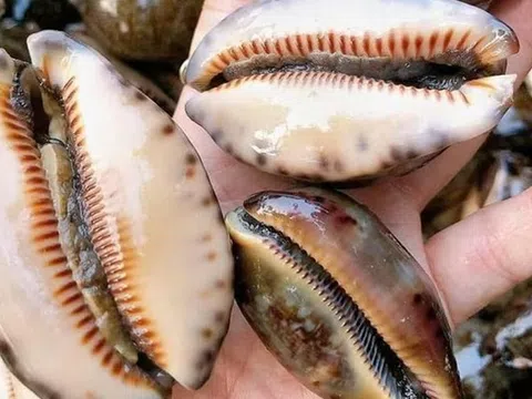 Đặc sản nghe tên "ngượng đỏ mặt" xưa không ai ăn nay 150.000 đồng