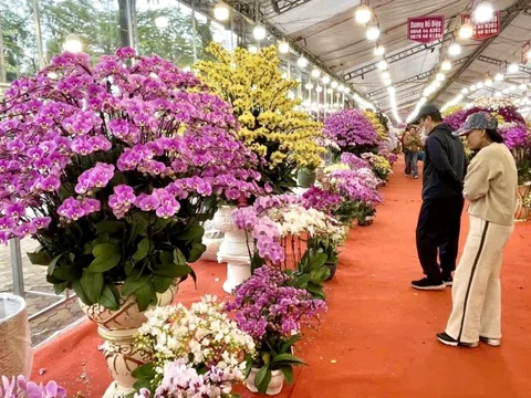 Rực rỡ sắc hoa xuân đón Tết