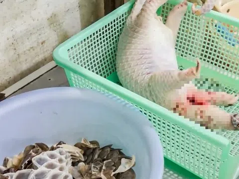 Phát hiện tê tê Java quý hiếm bị giết mổ trong bếp nhà hàng, công an vào cuộc