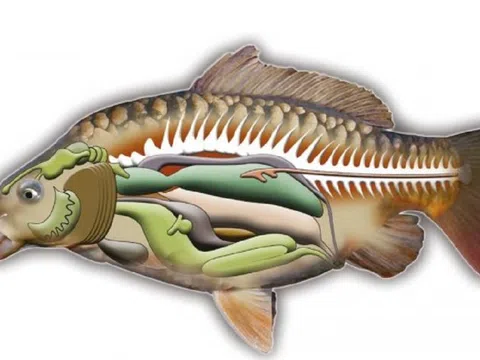 2 bộ phận của cá "cực độc, nhất là cái số 1, nhiều người thích ăn vì tưởng bổ