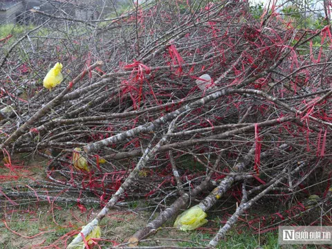 Ngày 29 Tết, tiểu thương chặt đào, vứt la liệt ở vỉa hè