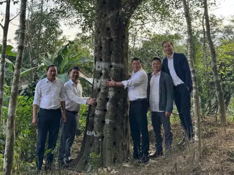 Từ gỗ rừng vô danh thành “vàng xanh” trăm tỷ