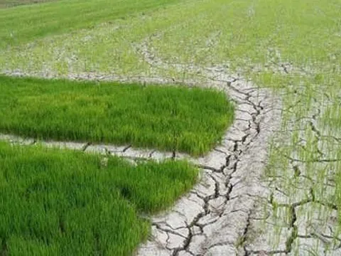 Chủ động ứng phó xâm nhập mặn ở ĐBSCL và hạn hán, cháy rừng ở khu vực Nam Trung Bộ và Đông Nam Bộ