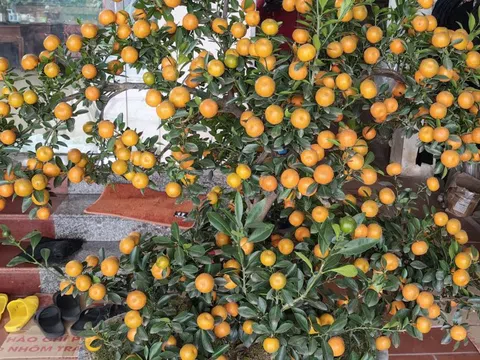 Cảnh báo nguy cơ ngộ độc nếu ăn quất cảnh sau Tết