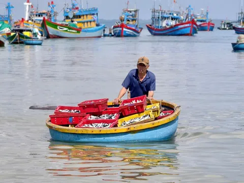 Rộn ràng mùa cá nục ở Quảng Ngãi