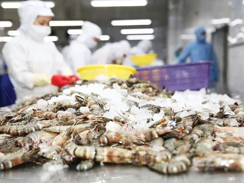 Mỹ giảm mạnh thuế chống bán phá giá với tôm Việt Nam