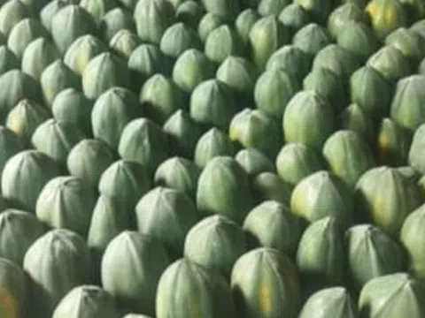 Loại quả "tốt nhất thế giới", ở Việt Nam hễ ra chợ là thấy