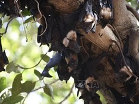 Nghiên cứu Trung Quốc phát hiện thuốc kháng virus có thể ứng phó dịch Nipah