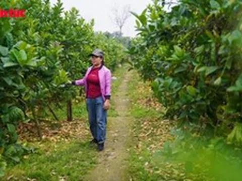 Vựa phật thủ Đắc Sở mất mùa, giá tăng dịp cận Tết